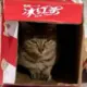 meowbox的头像-投影工坊