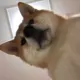 Rum