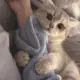 飞天虎