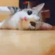 suiyi