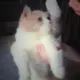 秋日菊