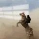 残心