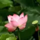 lieche的头像-投影工坊