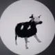 derder的头像-投影工坊