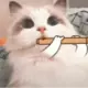 CAT.H