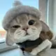 炸鸡叫了只炸鸭的头像-投影工坊