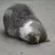 啊