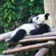 yangf23333