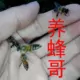 养蜂哥