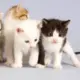 wuwuwu