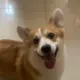 罗家辉