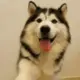 杜宇