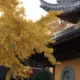 chengxi的头像-天机阁