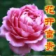 2217088787zll的头像-天机阁