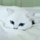 lin