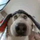 小新
