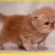 学心查重