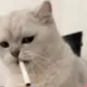 爱王妃阿尔法二