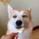 youdiankun