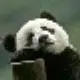 zi_huan