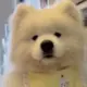 xiaoaijia520