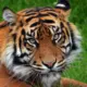 tiggerzhang