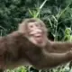 san.monkey的头像-天机阁