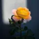 007