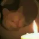 惰性人类的头像-投影工坊