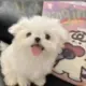我的猫叫栗子的头像-投影工坊