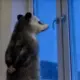 橙花蝶衣