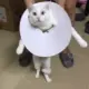 得了妄想症