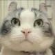 abnerfranklin