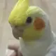 双方的