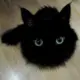 xyu_ovi