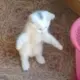 小强
