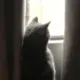 童蒙洛书