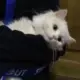 拾柒