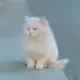 Cacilie