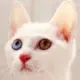 liangzixpx