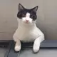 内河