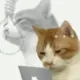 Dave