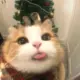 Maverickcat的头像-天机阁