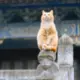 云海