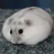 赛博仓鼠