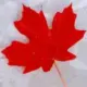 Maple