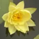yylwuhan