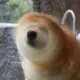 千帆