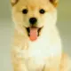 邓