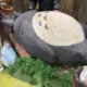 ikeshime的头像-天机阁